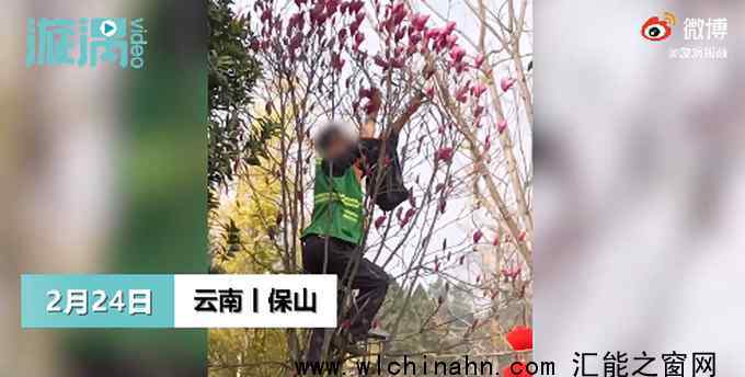 云南一绿化工人在公园爬树采花 究竟发生了什么