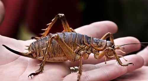 世界上最恐怖的十种昆虫 十大最恐怖虫子