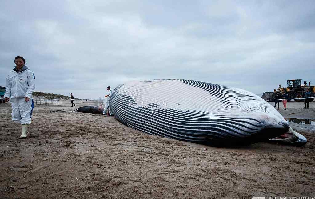 巨型长须鲸搁浅死亡