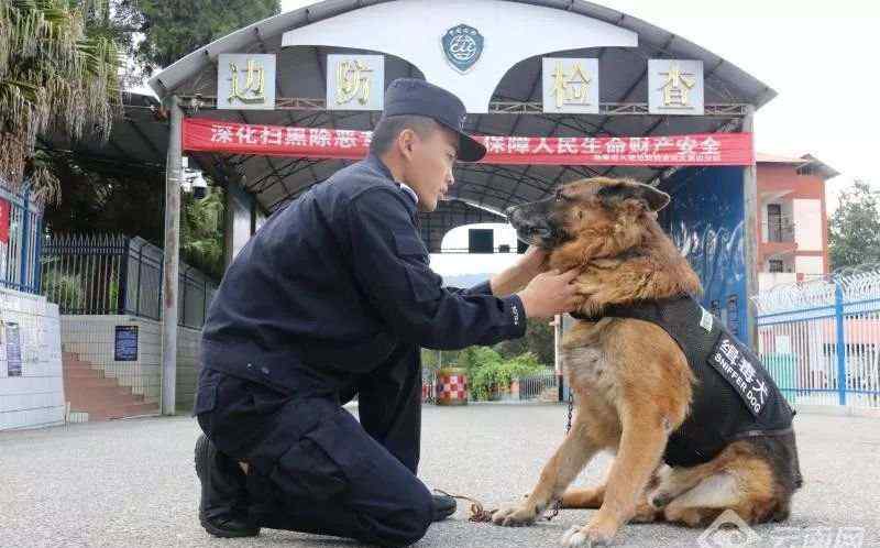 缉毒警犬尔腾：这条缉毒犬去世前曾试图“自杀”