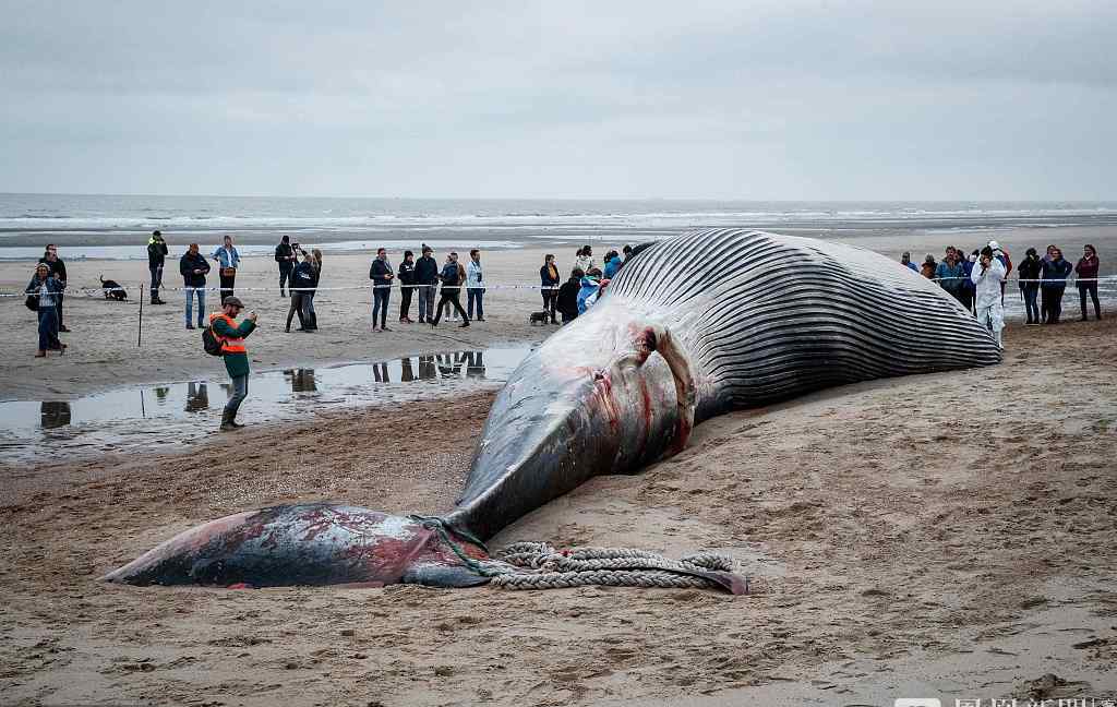 巨型长须鲸搁浅死亡