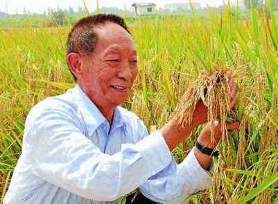 袁隆平团队海水稻开始产业化推广 袁隆平团队双季稻亩产破1500公斤