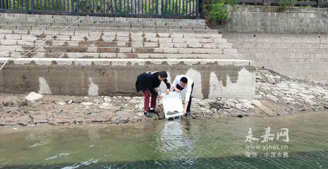 花鳗鲡 村民在溪中无意间捕到一米长的花鳗鲡 已放生楠溪江