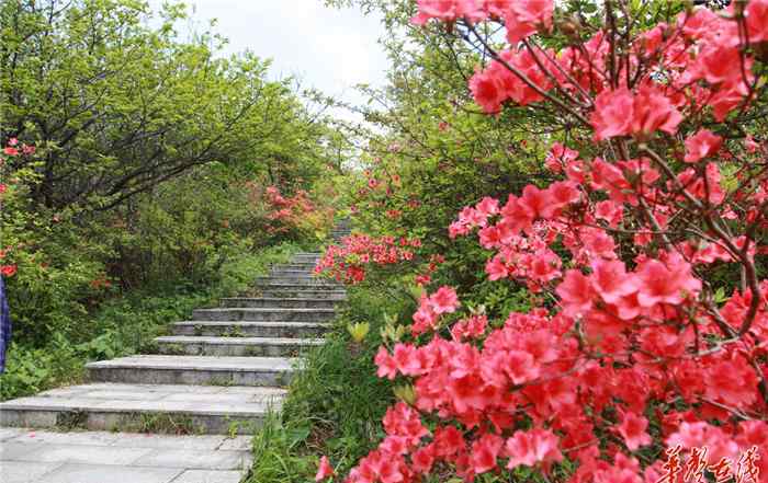 桃花源记千古绝唱 刘宗林：偶遇古桃花源