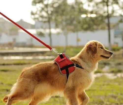 新动物防疫法规定出门遛狗要牵绳 目前是什么情况？