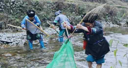 草鞋虫 湘西保靖苗家百虫宴:打屁虫水蜈蚣全上桌/组图