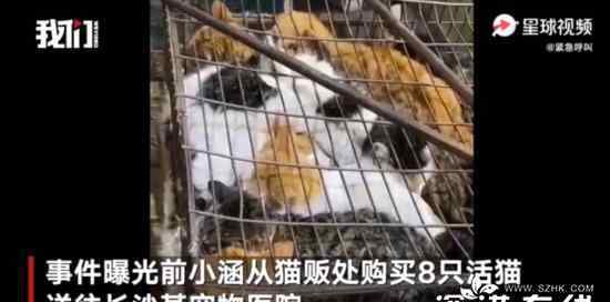 市场待宰活猫被解救后查出猫瘟 具体是什么情况