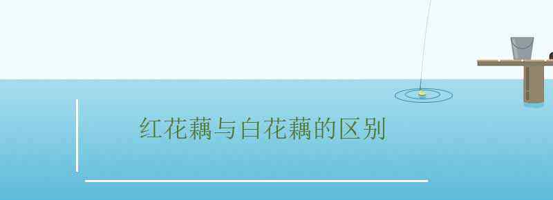 红花藕与白花藕的区别