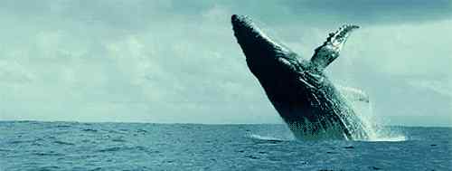 给鲸鱼去掉藤壶 藤壶是海洋中最难摆脱的寄生物，被它缠上的鲸鱼永远都无法逃脱