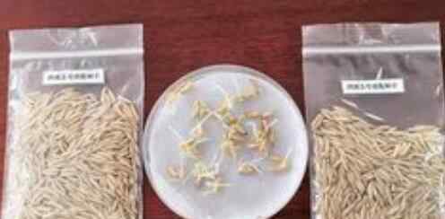 和嫦娥五号上天的水稻种子发芽了 真相到底是怎样的？