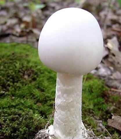 奥氏蜜环菌 世界上毒性最强蘑菇，个头最大蘑菇超过2400年，8.8平方公里