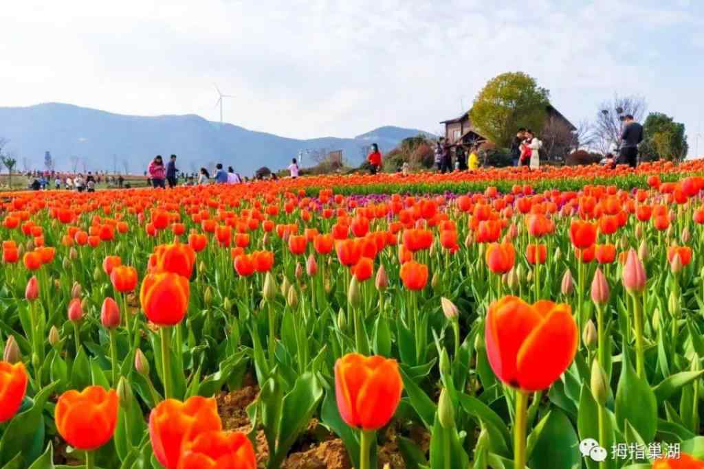 半汤郁金香高地景区 重磅！巢湖人可以去郁金香高地赏花啦