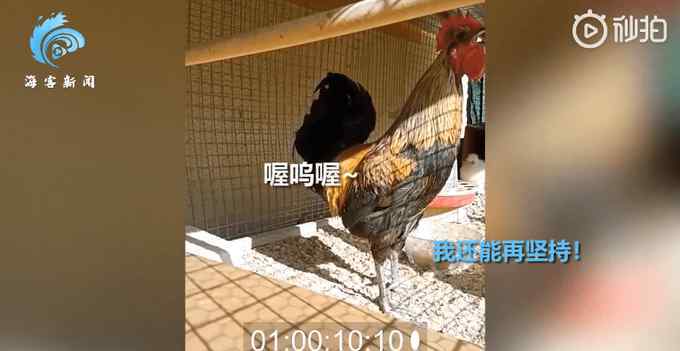 男子和公鸡开玩笑将母鸡困在桶里 天黑后的一幕令人感动