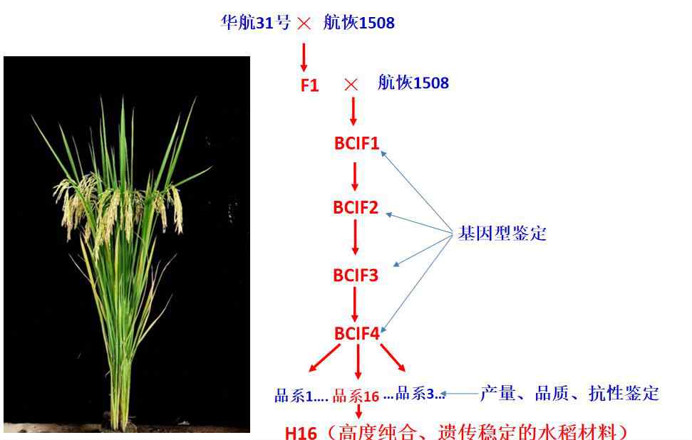 和嫦娥五号上天的水稻种子发芽了 嫦娥五号搭载的水稻种子