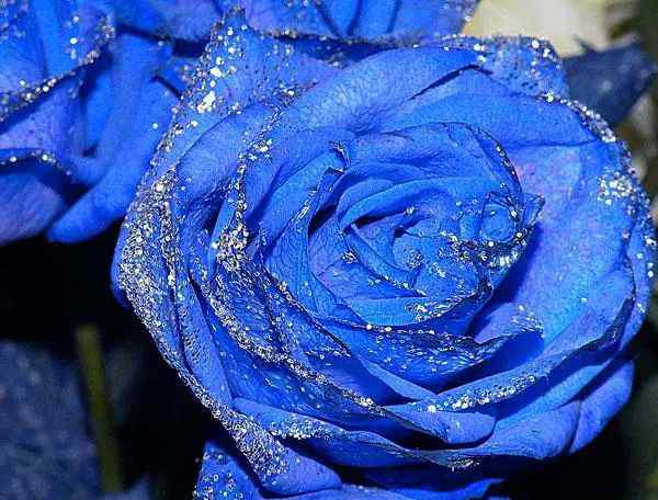 蓝色妖姬是什么花 蓝色妖姬到底是一种什么花？