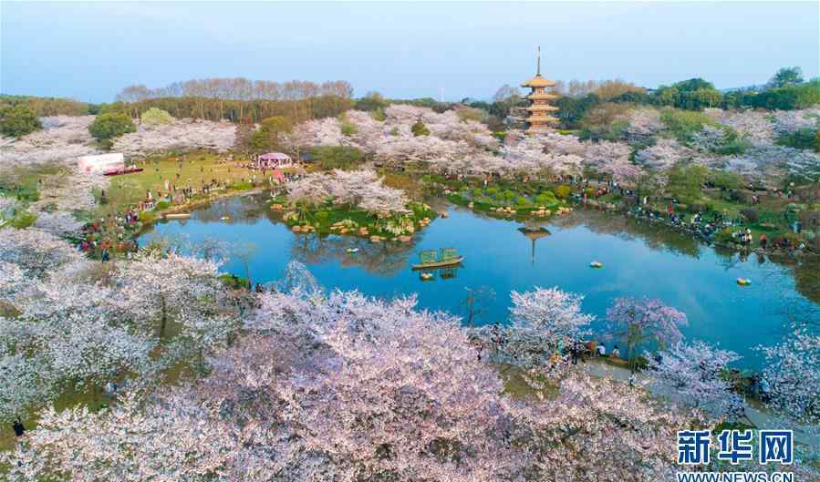 武汉的樱花 武汉樱花正当季 一起看看无人机下的樱花