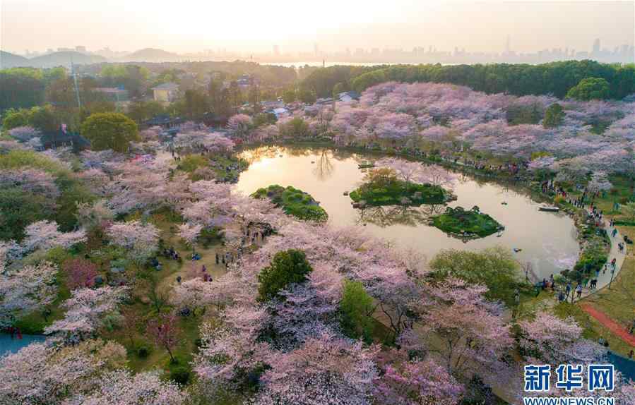 武汉的樱花 武汉樱花正当季 一起看看无人机下的樱花