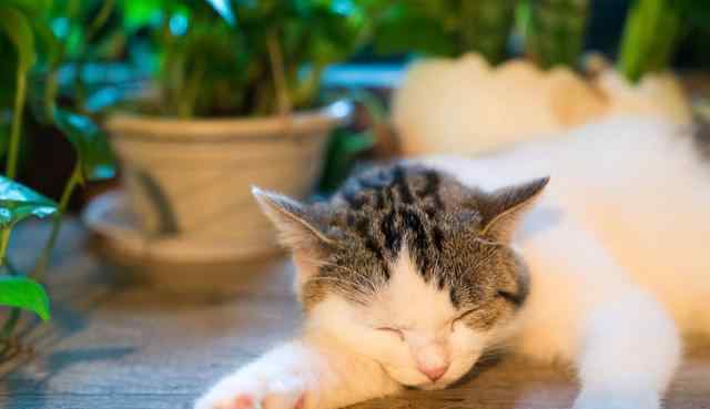 从睡姿看猫咪的健康 猫咪4种睡姿大解析！从睡姿，能看出猫咪的情绪状态