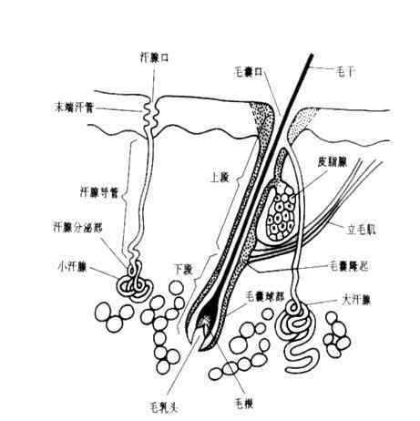 真皮层 皮肤=面子？皮肤知识解析之真皮层、皮下组织、皮肤PH等