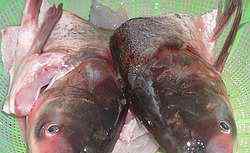 胖头鱼的做法 鱼头豆腐火锅的最正宗做法 鱼头豆腐火锅做法和材料