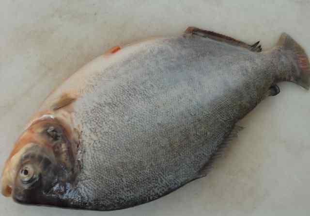 白鲳鱼的做法 茄汁白鲳鱼的详细做法 茄汁白鲳鱼的做法大全