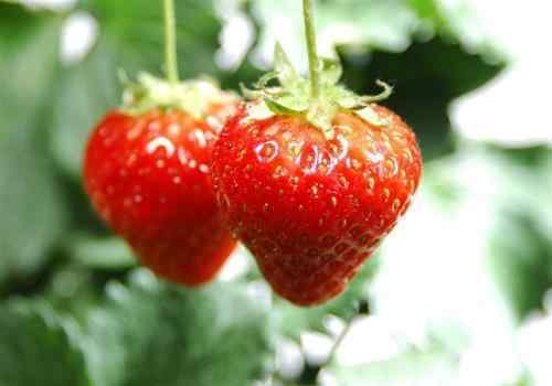 草莓树图片 吃过草莓，那见过长树上的草莓吗？看完长见识了！