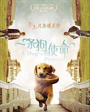 活在当下电影 耐心等待，活在当下电影推荐《一条狗的使命》