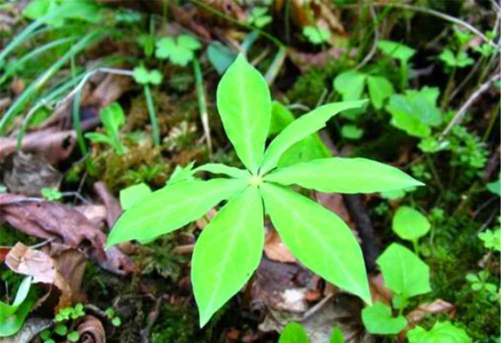 七叶一枝花多少钱一斤 七叶一枝花那么贵，为什么现在种植的人却十分稀少呢？