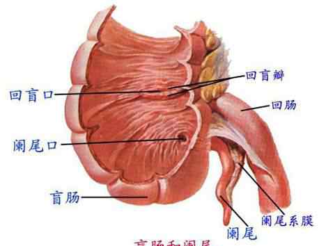 阑尾的位置图片 阑尾真的没用吗 阑尾有什么用