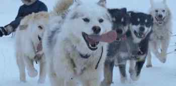 雪橇狗 雪域高原上的极地英雄：阿拉斯加雪橇犬使用说明和饲养指南