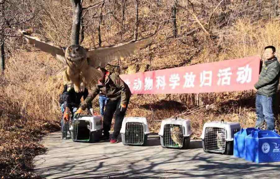 北京金钱豹价格 北京这地儿曾发现金钱豹，如今又多了6只猛禽