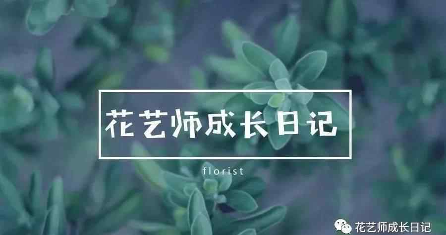 仙客来花语 植物图鉴 兔耳朵仙客来