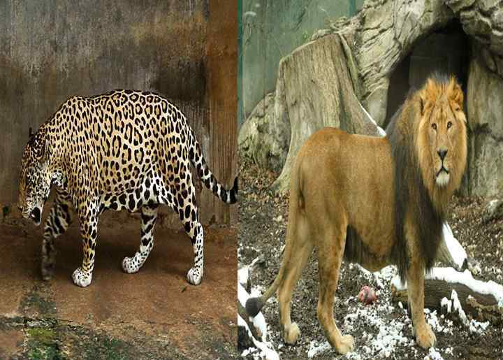 美洲豹吃鳄鱼 为何美洲豹可以捕杀鳄鱼，狮子却不能，是美洲豹太强，还是狮子太弱
