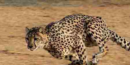 豹子的速度 豹子的速度为什么这么快 猎豹的特征