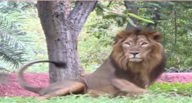 印度一动物园8头狮子确诊新冠 目前状况良好