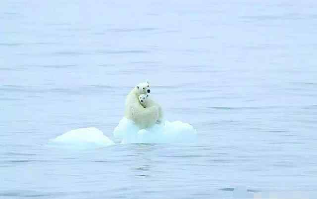 北极熊在南极还是北极 如果把北极熊放到南极把企鹅放到北极会怎样？看完就知道了