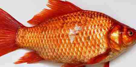 鱼的记忆真的只有7秒吗 动物的十个科学常识 金鱼的记忆只有七秒吗
