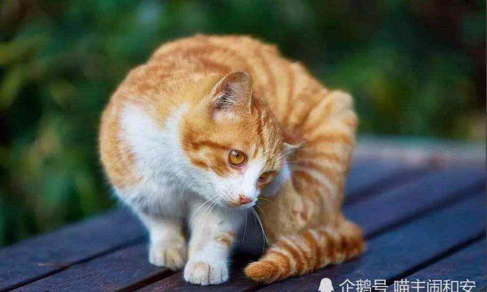 猫咪耳螨 猫咪耳螨太常见，铲屎官应如何应对？请看下文