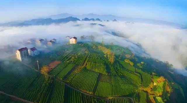 兰溪毛峰 近在咫尺的浙江茶，除了龙井，你还知道啥？