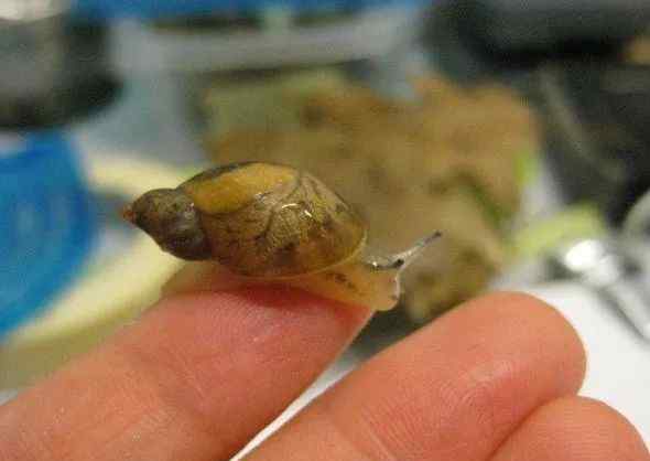 蜗牛美容 蜗牛真的能美容吗？