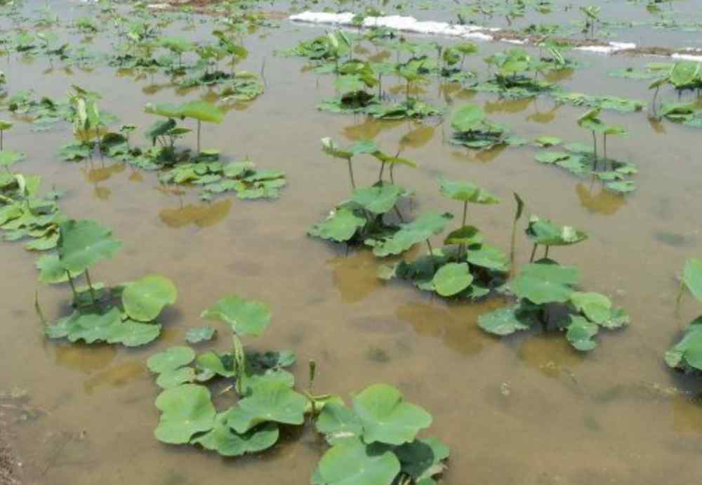 怎样种植莲藕 如何提高水田种藕的产量？