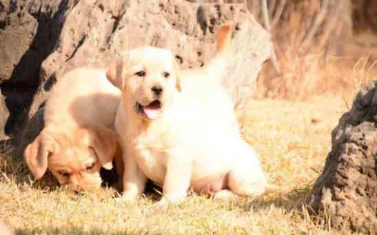 拉布拉多犬训练方法 如何训练才能让拉布拉多犬听话 训练出一只优秀拉布拉多犬的方法