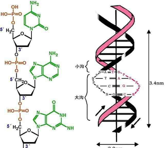 核酸杂交 带你更近一步了解PCR——核酸杂交技术