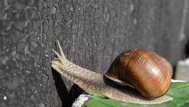 鼻涕虫的克星 菜园里常见的蜗牛跟鼻涕虫，如何快速有效的消灭它们呢？