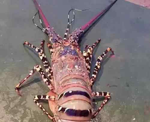 世界上最大的龙虾 世界最大的巨型龙虾