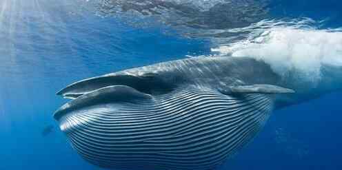 鱼是哺乳动物吗 鲸鱼为什么是哺乳动物？鲸鱼集体搁浅是“自杀”吗