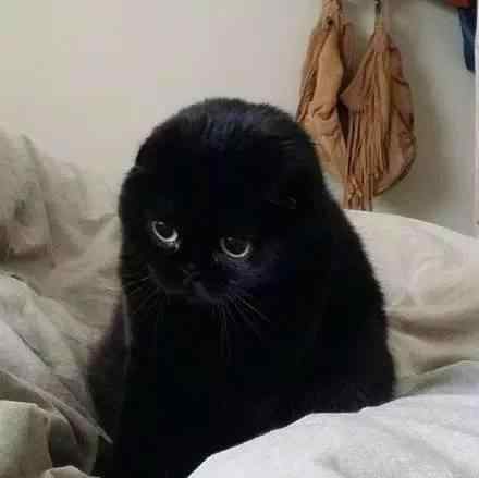 猫看见鬼有几种表现 猫是招鬼还是辟邪的？猫看见鬼有几种表现