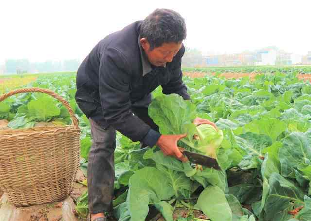 一年四季都可以种的菜 农民种植这种蔬菜，一年四季都能种植，3亩收入1.2万元