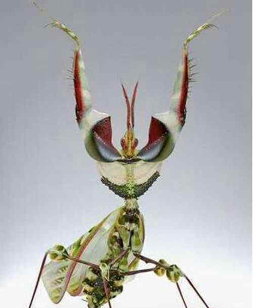 世界上最帅的虫子 世界上最帅的虫子盘点