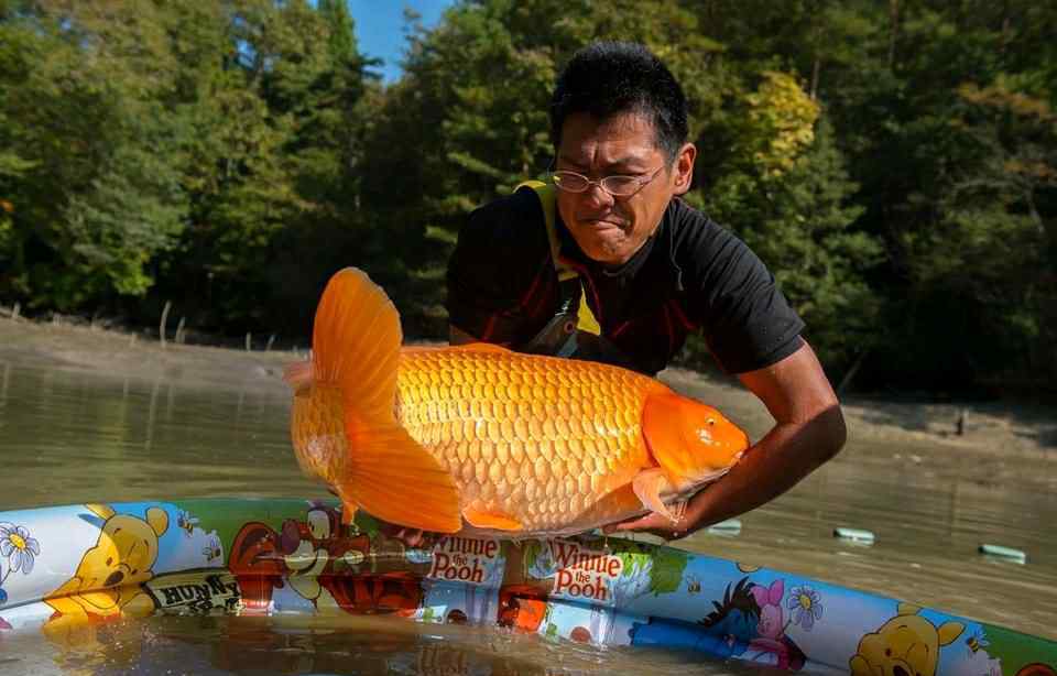 锦鲤鱼的饲养 锦鲤鱼怎么养才有灵性？锦鲤能认得主人吗